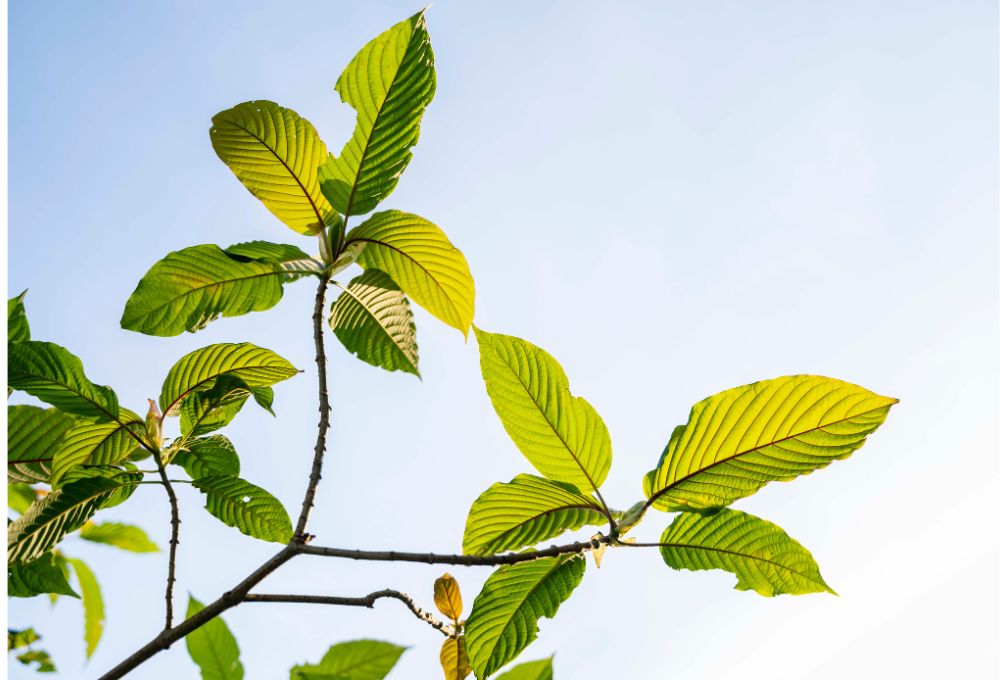 kratom  (2)